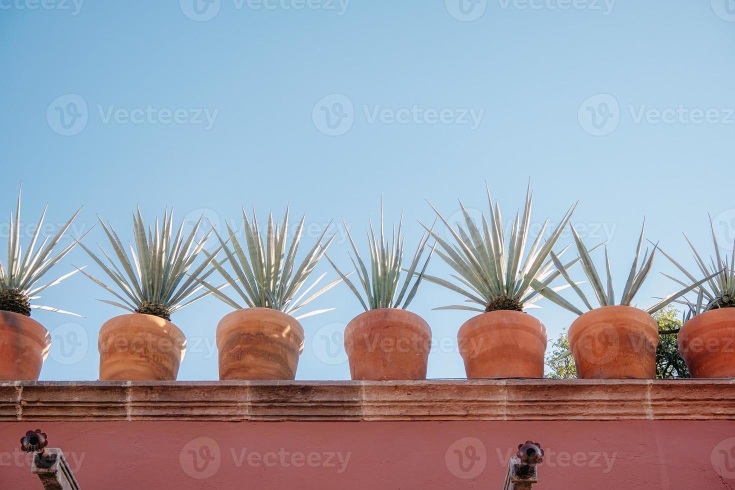 rooftops with flowers in San Miguel de Allende, Mexico photo