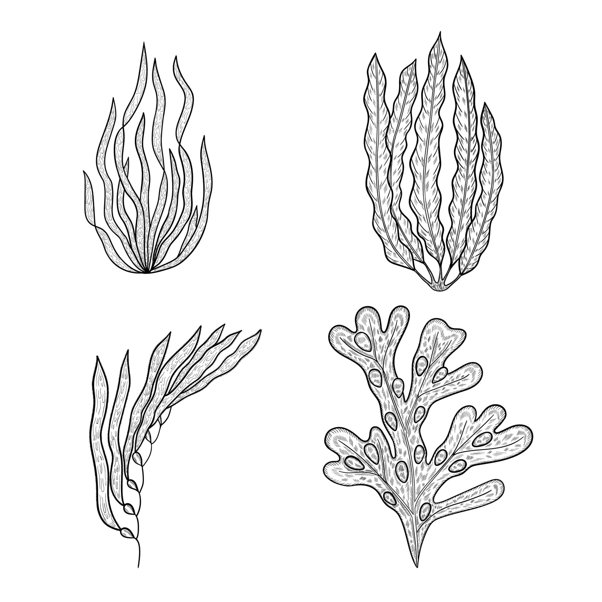 seaweed laminaria macrocystis spirulina fucus 12217016 Vector Art at  Vecteezy