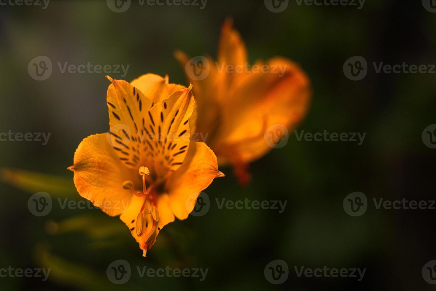 Close up of single, orange colored, blooming daylily flower . High quality photo