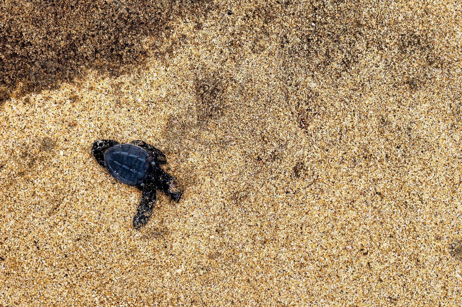 Dead newborn turtle in the sand with copyspace photo