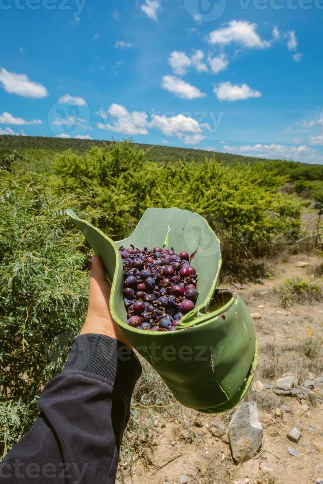 Myrtillocactus geometrizans Garambullo fruits in hand in Mexico