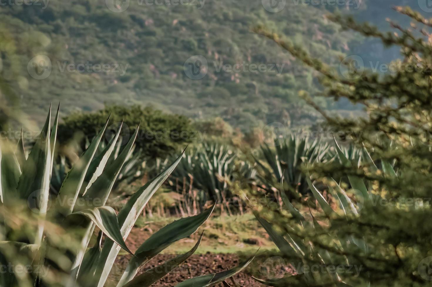 Landscape with agaves maguey in Guanajuato Mexico photo