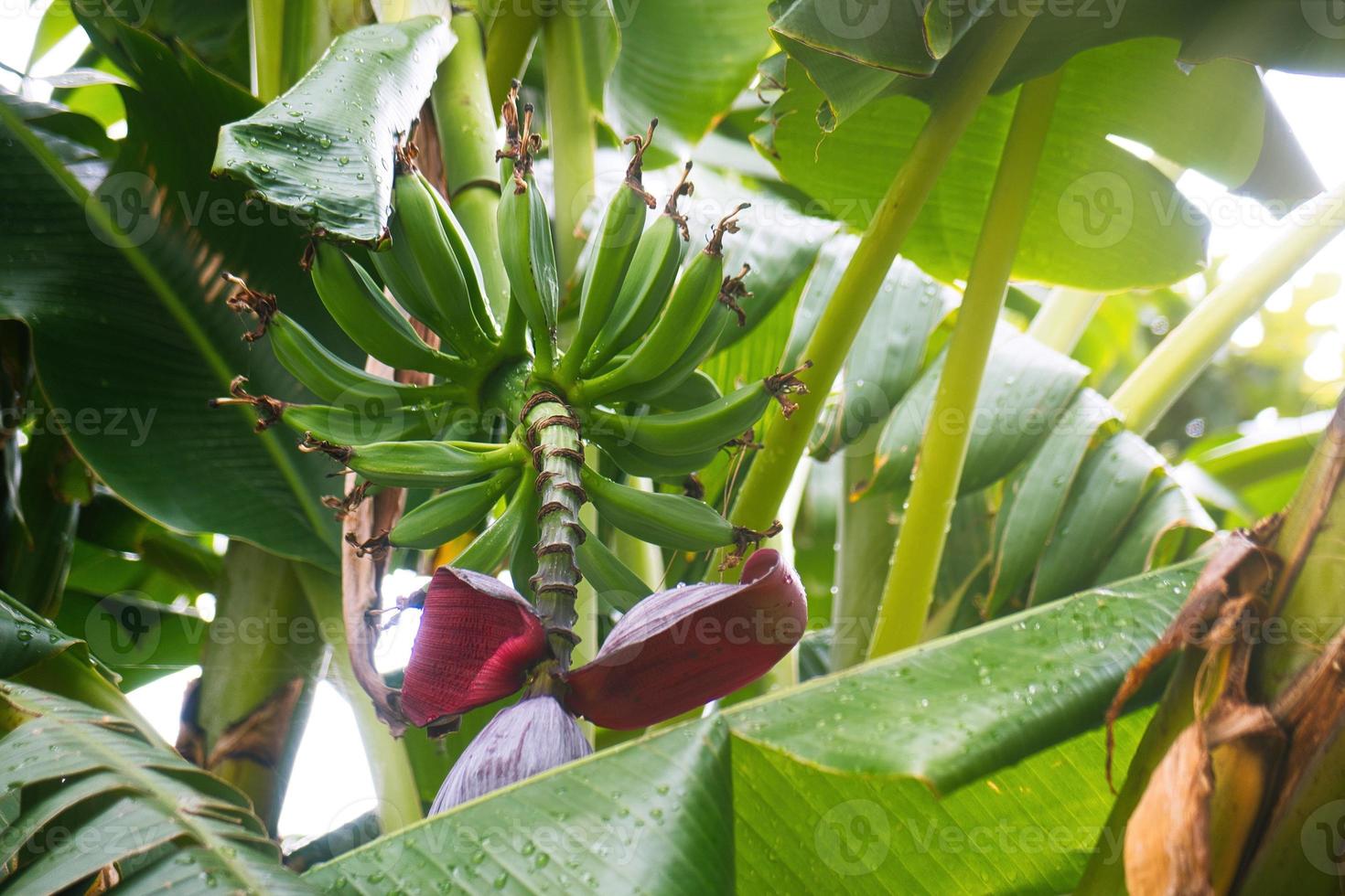Bananas on the stalk still on the plant photo