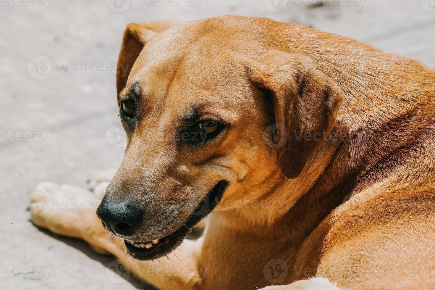 foto de un perro amarillo sonriendo para publicidad
