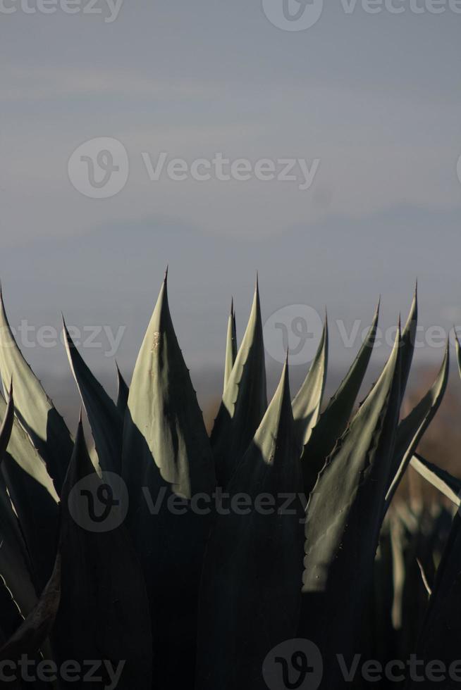 Agaves with space for text in Mexico photo