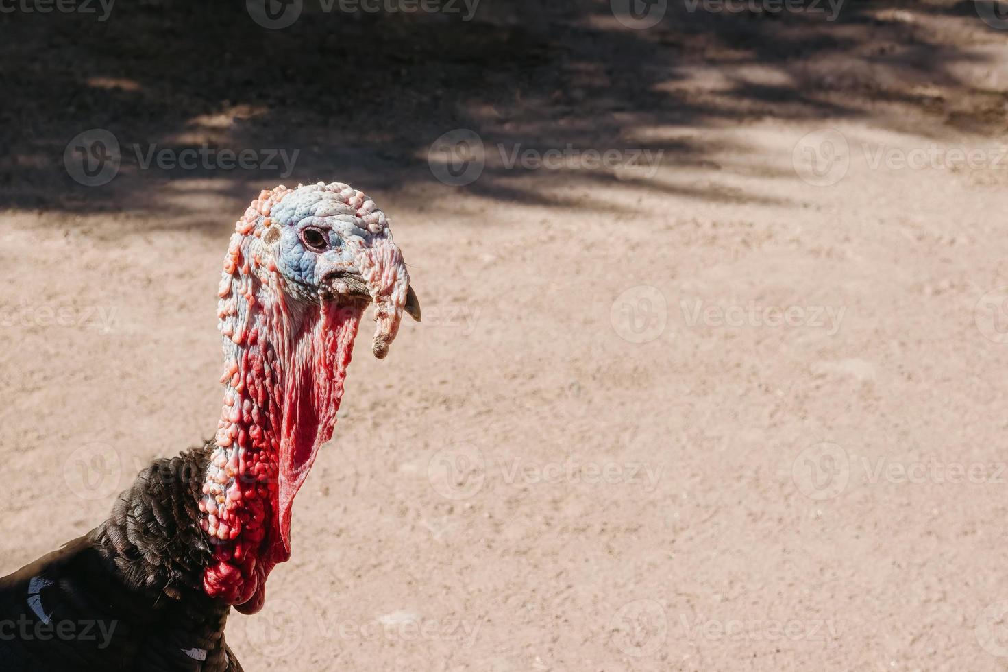 Black turkey or guajolote from Mexico with copyspace on the right photo