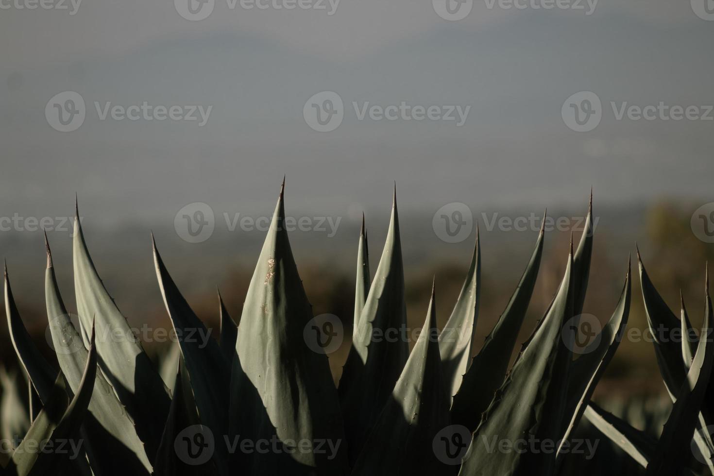 Agaves with space for text in Mexico photo