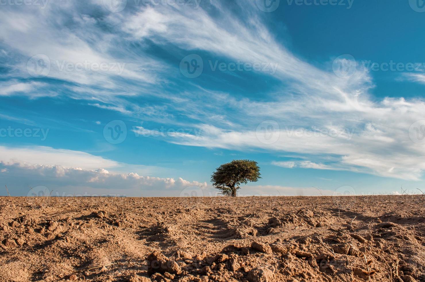 Lonely tree in the middle of the desert photo