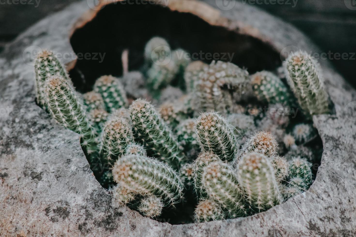 Cactus in rustic pot for garden background photo