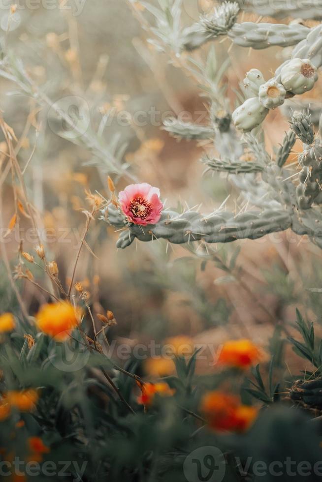 Mexican cactus pink flower with right copyspace photo