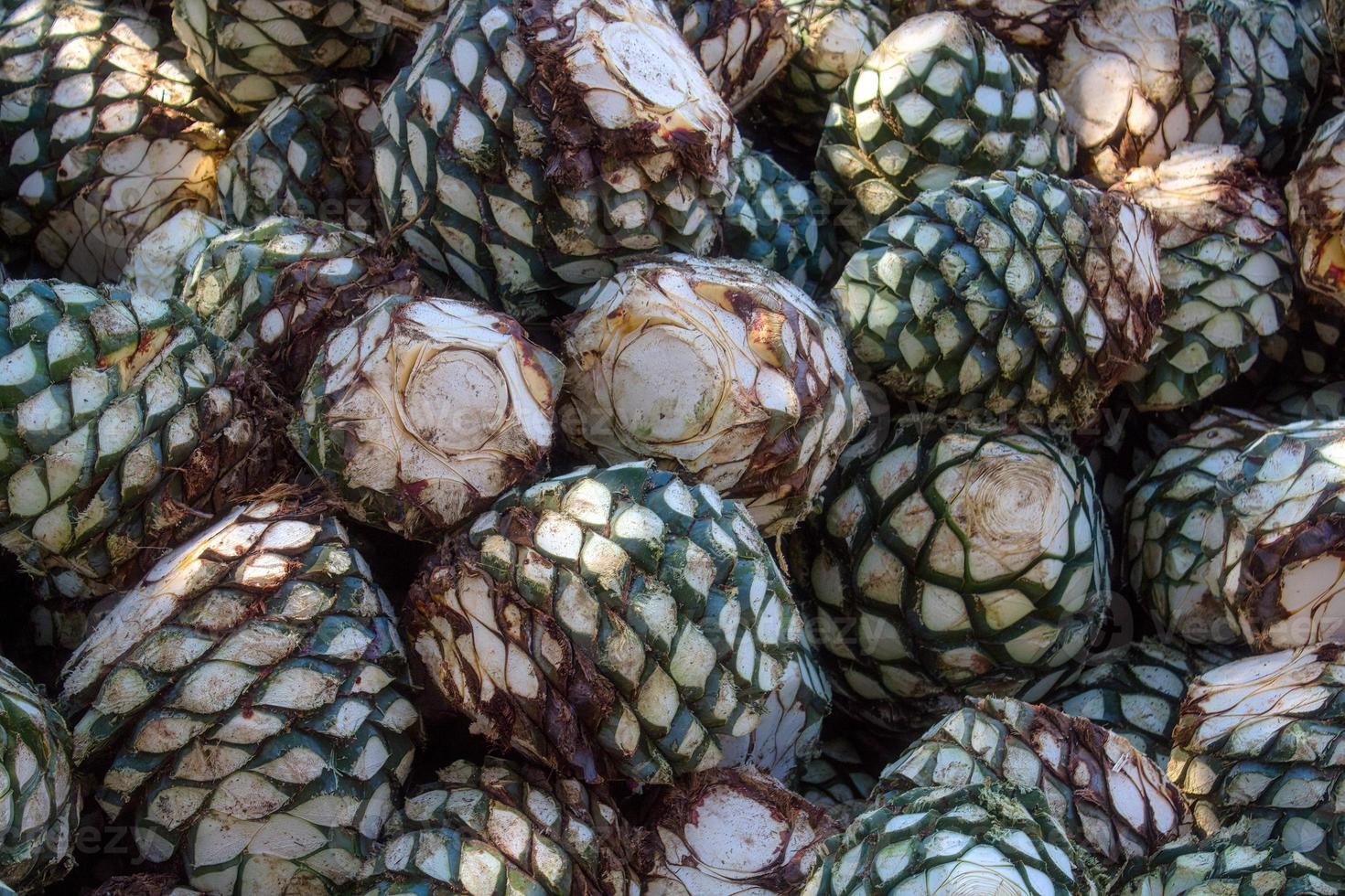 Agave piles in distillery waiting for processing, Tequila, Jalisco, Mexico. Harvest agave. photo