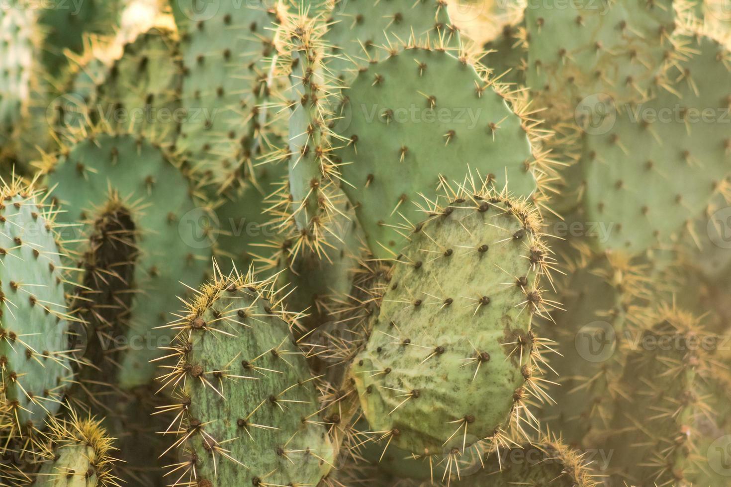 Opuntia Nopales and cactus in mexico to background or wallpaper photo