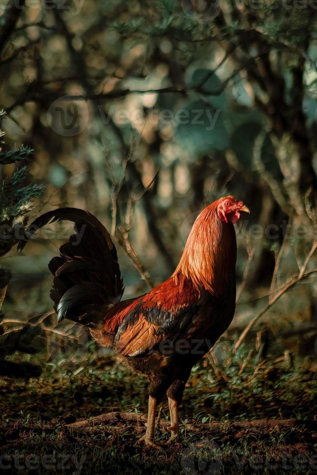 Red farm rooster or free fight in the garden with copy space photo