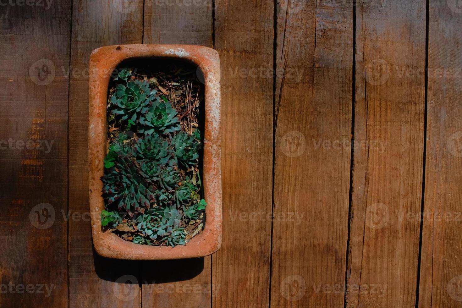 Cactus pot with wooden background and space for text photo