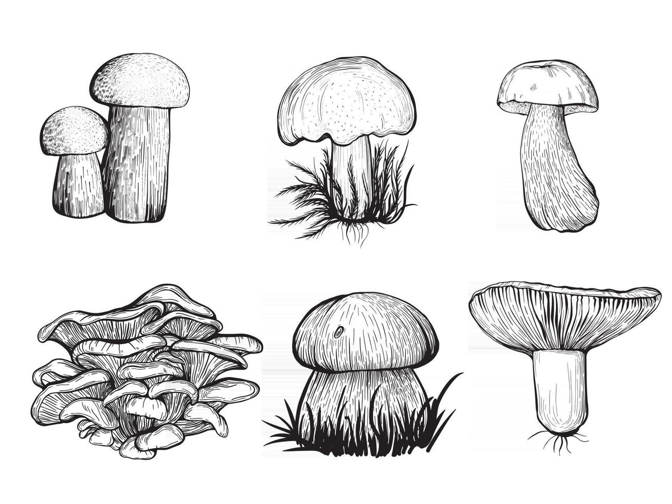 Set of forest mushrooms. Edible mushrooms , Russula, chanterelles, boletus. vector