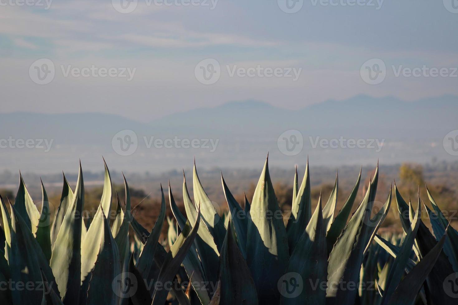 row of maguey in mexico with a blue sky background photo