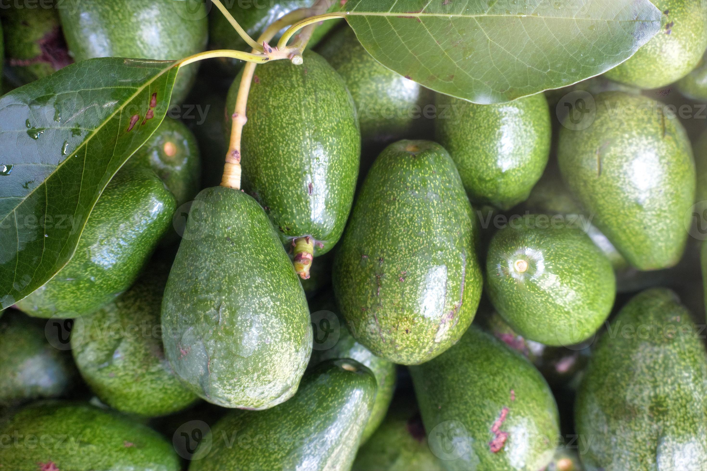 The Unexpected Heroism Of Avocado Thottie - 665v4u4