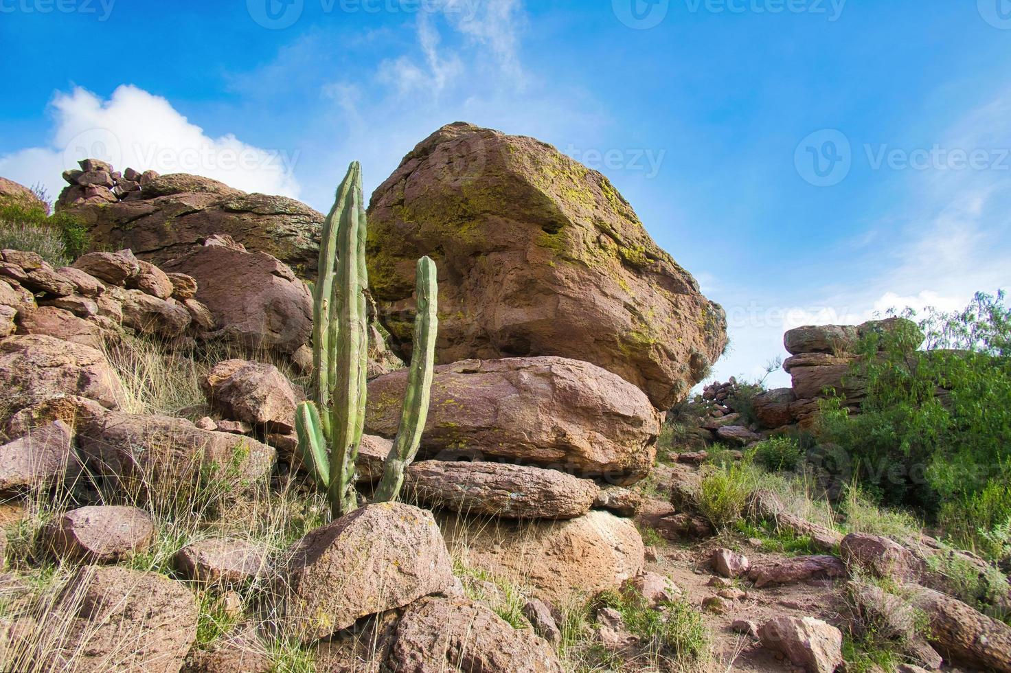 paisaje del desierto mexicano con piedras y cactus al fondo foto