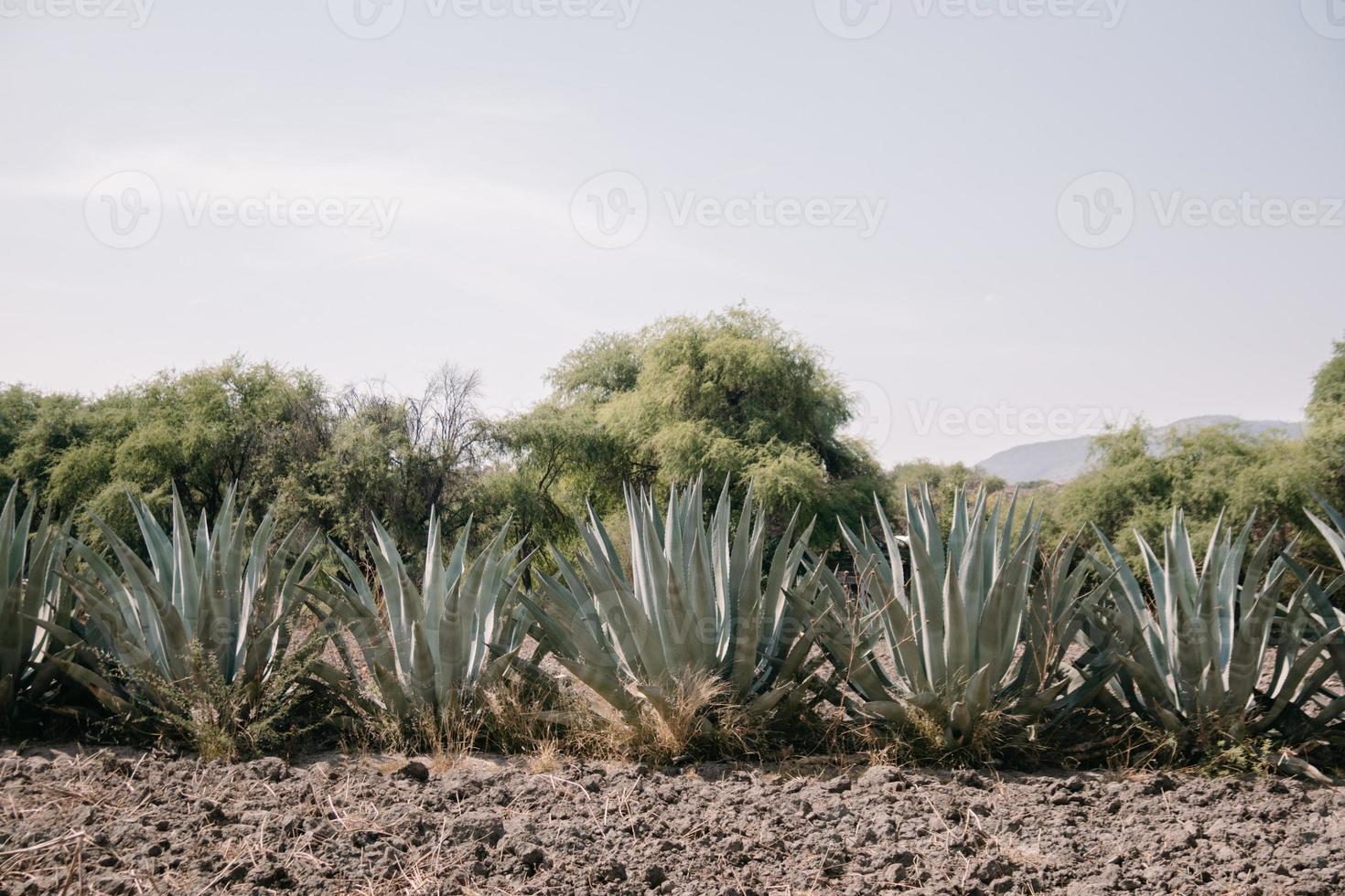 Row of maguey plants in Mexico with a blue sky background photo