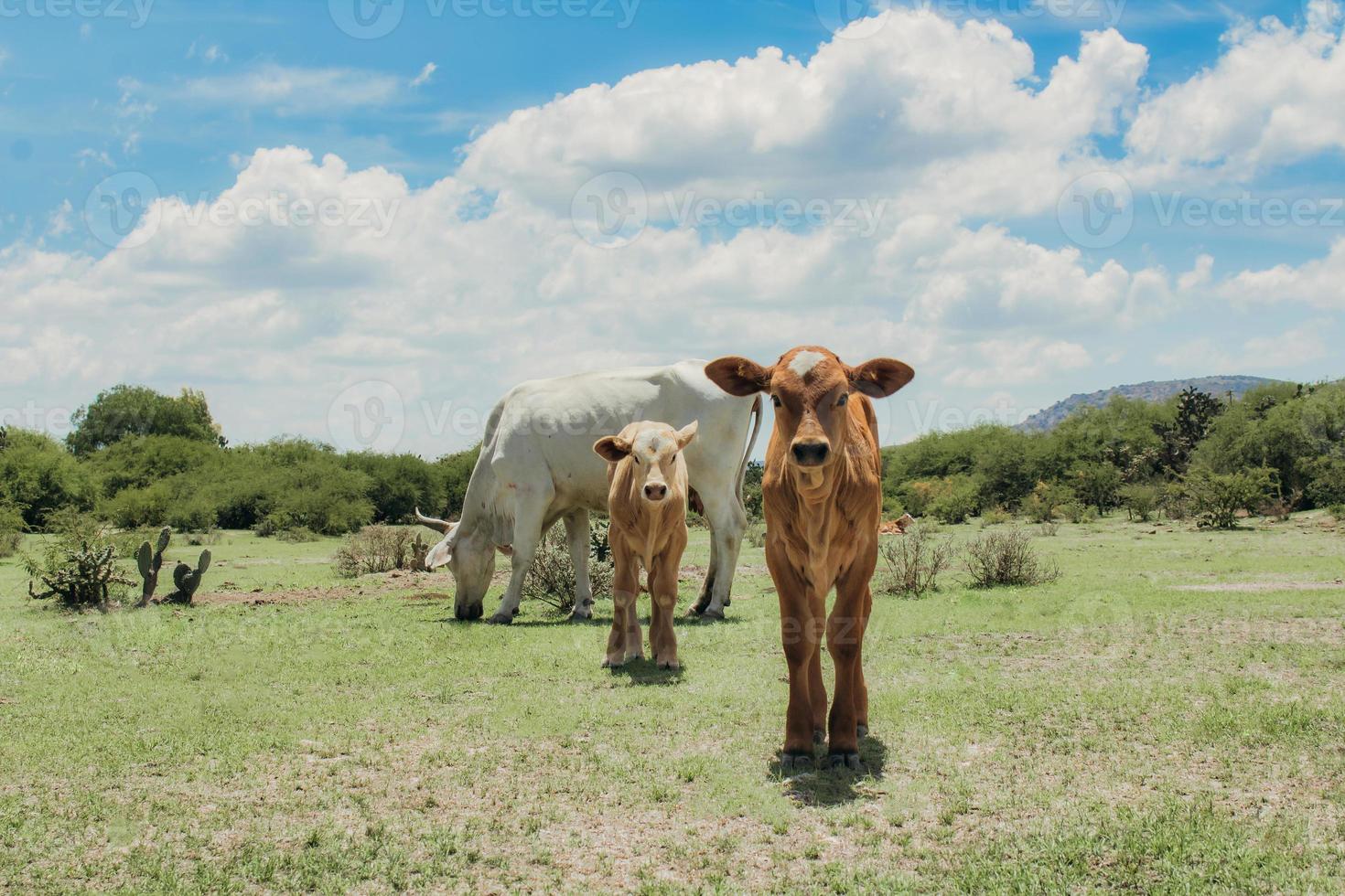 terneritos y su mamá en la granja foto