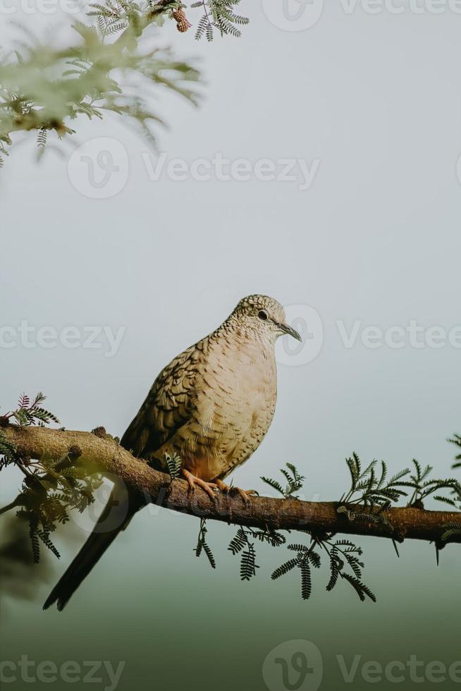 Turtledove standing on a tree posing for magazine photo