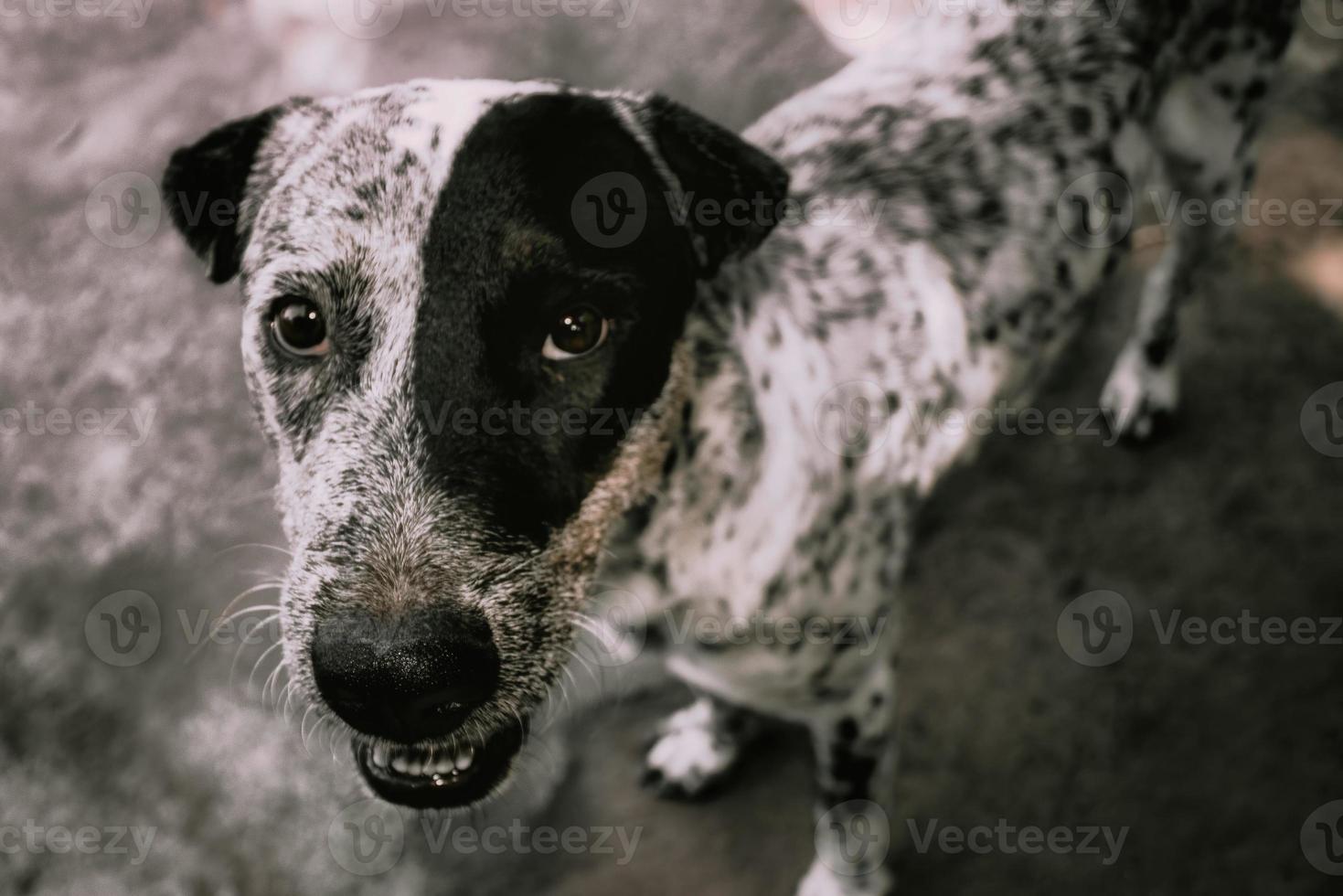 perro blanco y negro con mirada triste foto