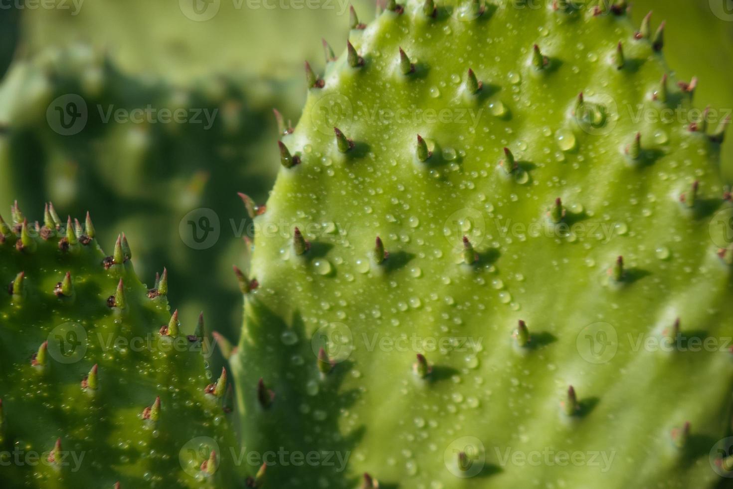 Detail of Prickly Pear cactus, Mexico photo