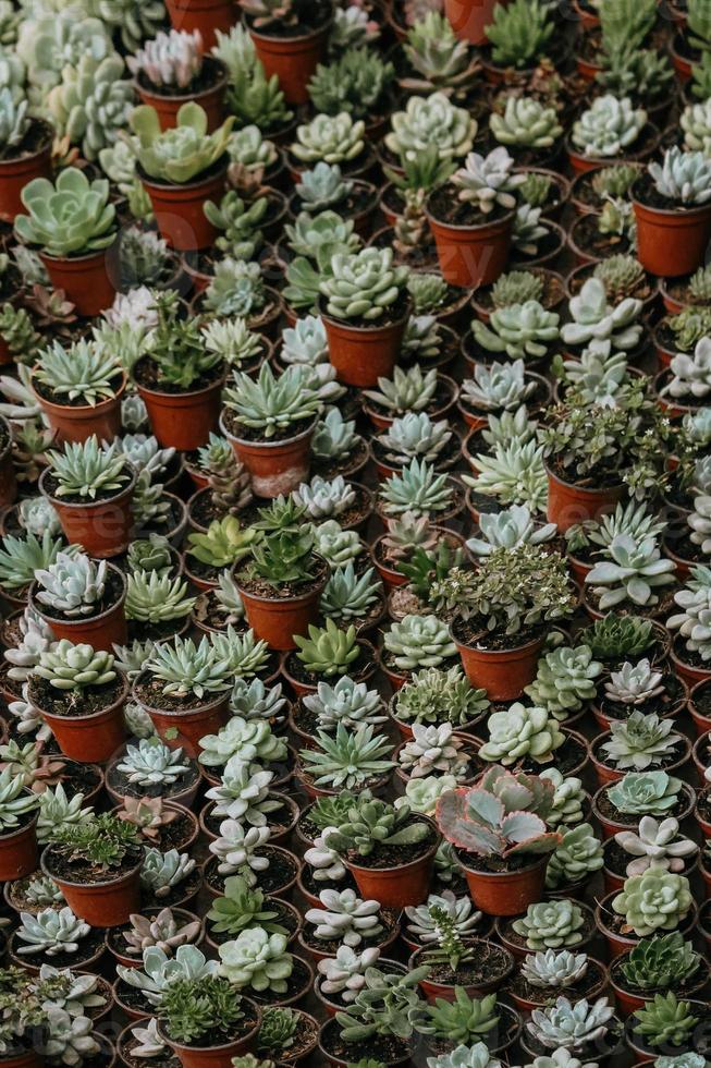 Background Pattern of pots with cactus photo