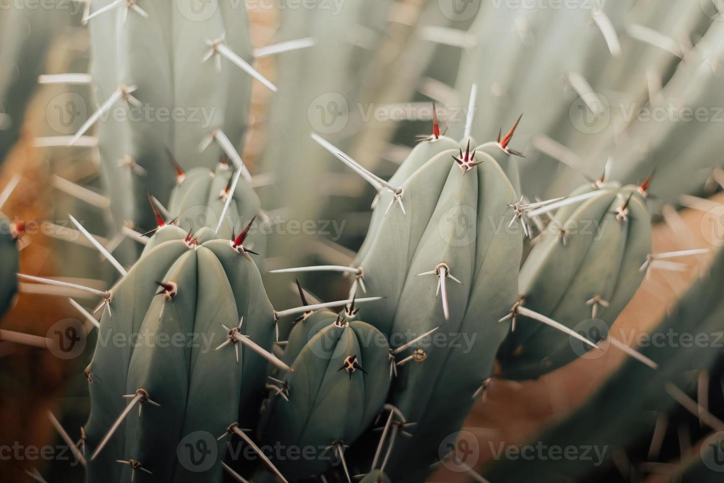 cactus close up background with copyspace photo