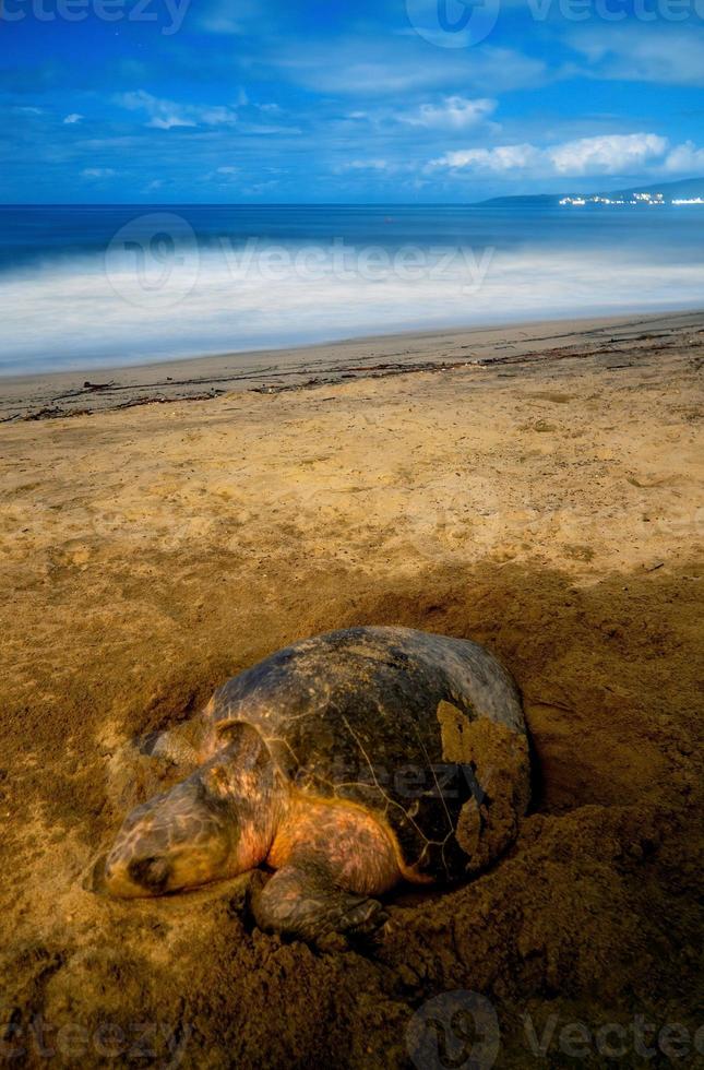 Photo of turtle laying her eggs on the beach with the beach in the background and copyspace