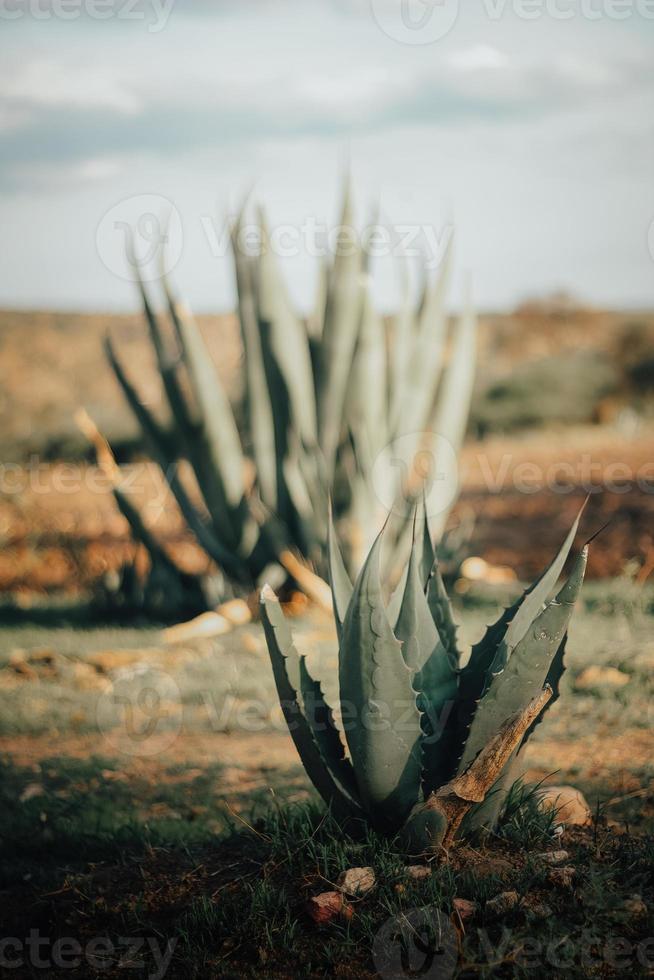 Detail of some maguey plants with copyspace photo