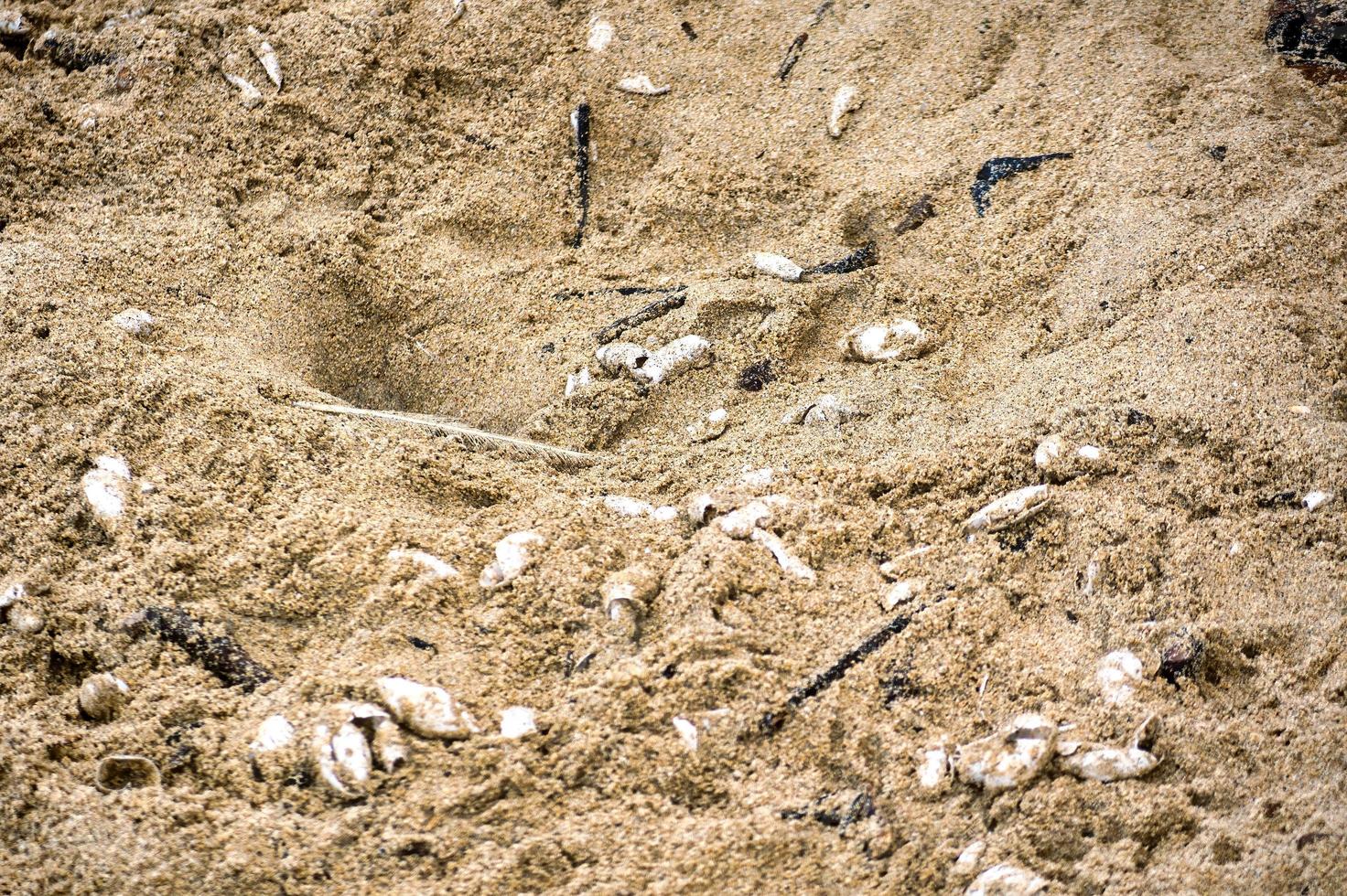 Turtle nest with eggshells copyscape photo