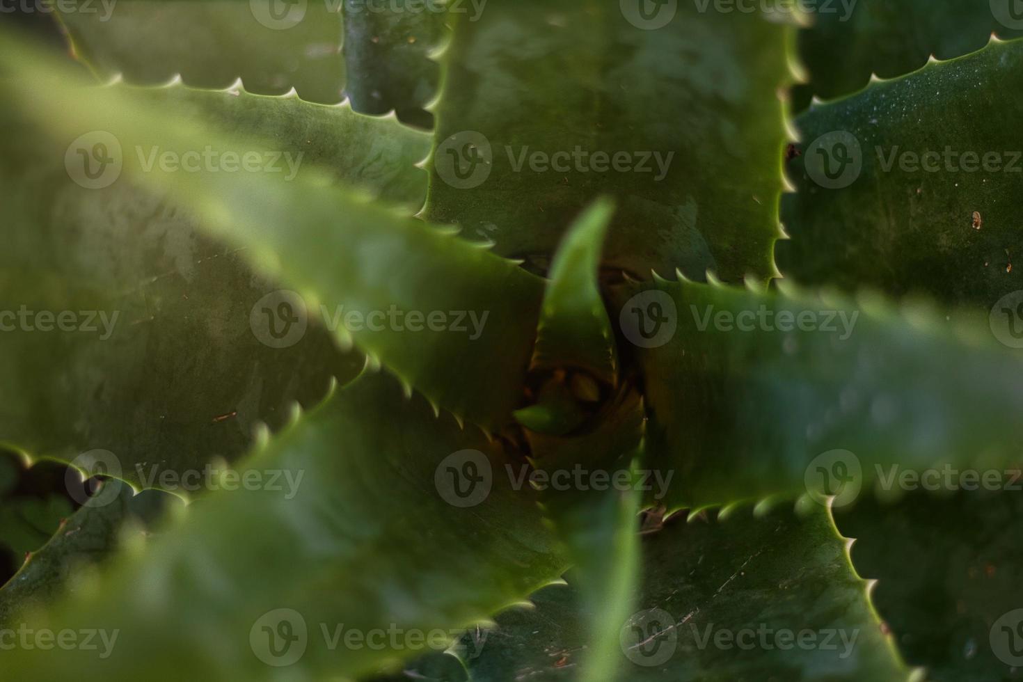 Aloe vera cactus background with copyspace on the right photo