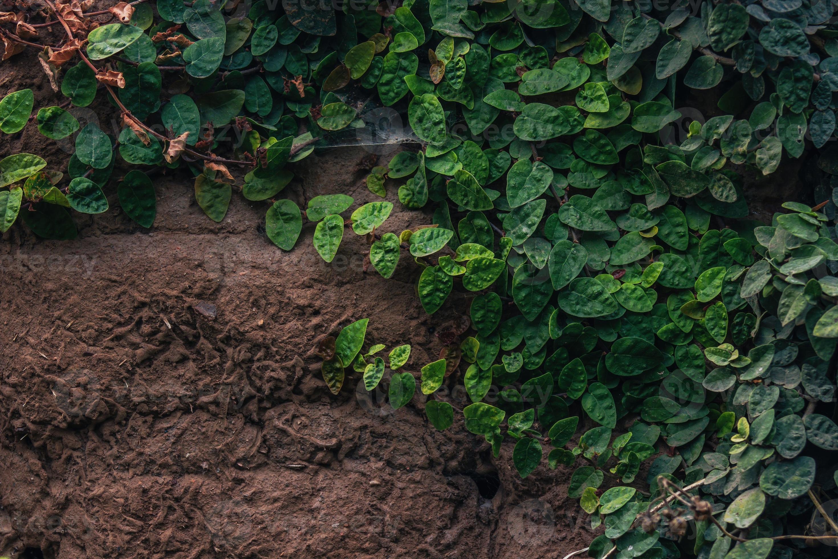 Muro De Pedra Rústica Com Vegetação Crescendo Sobre Ele Foto de Stock -  Imagem de espalhar, verde: 204125440