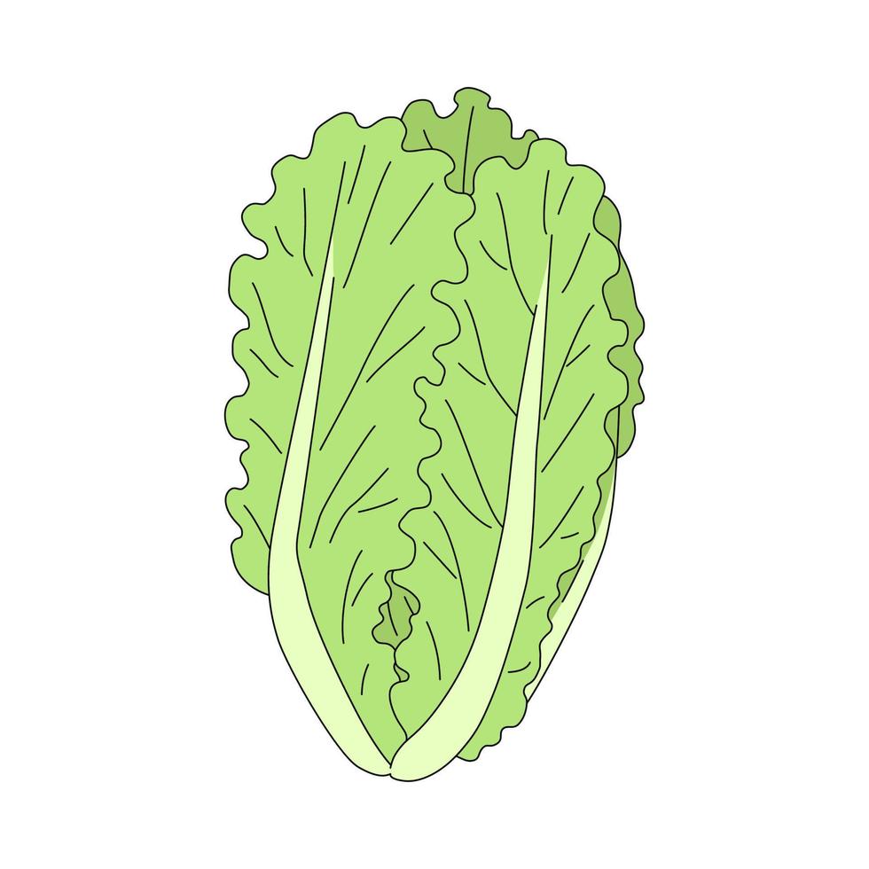 Fresh and ripe lettuce in cartoon style. Vector illustration of leaf vegetable isolated on white background