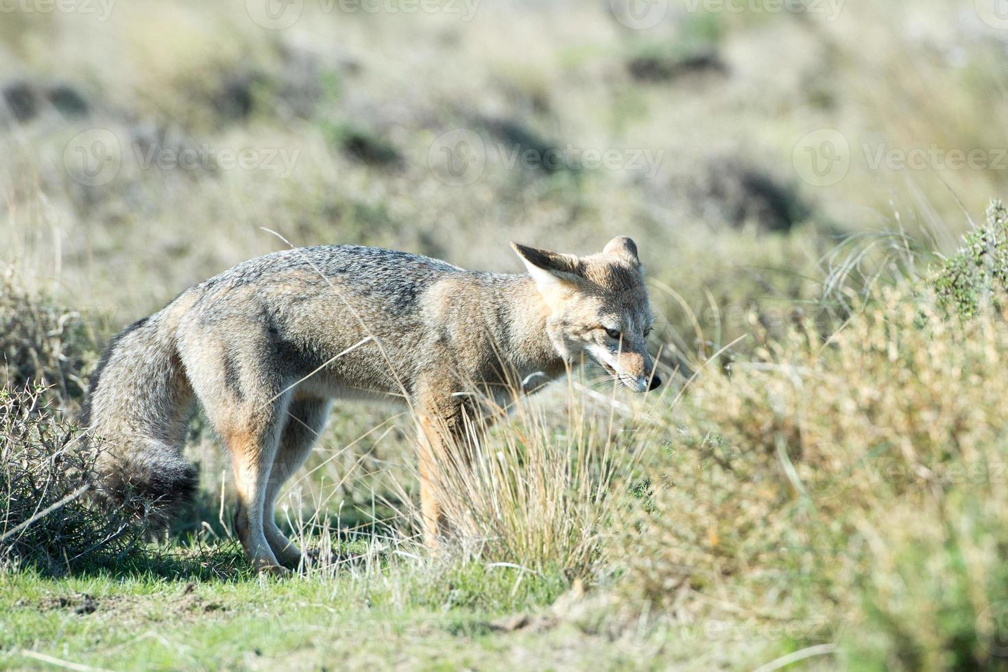 grey fox hunting on the grass photo