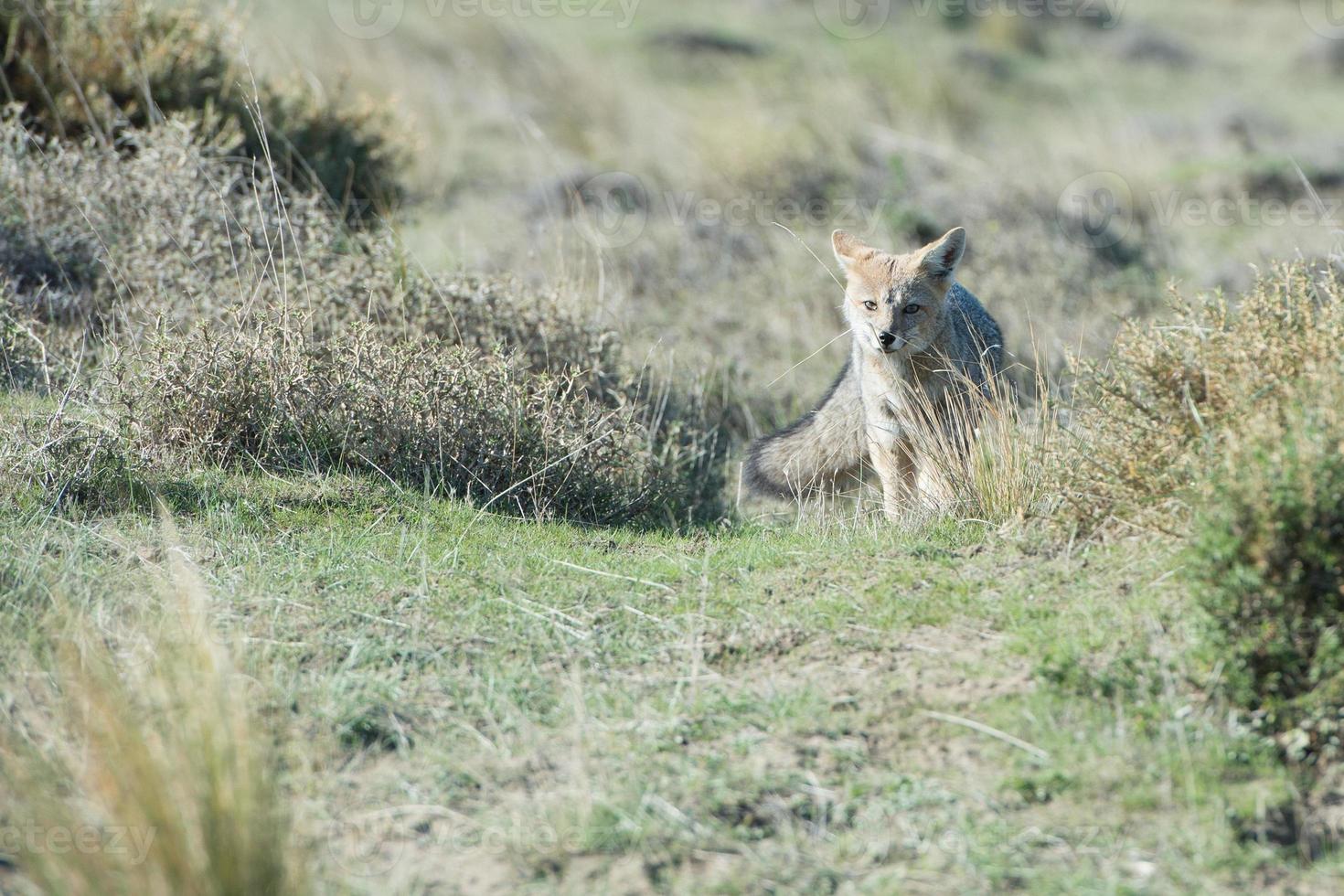 grey fox hunting on the grass photo