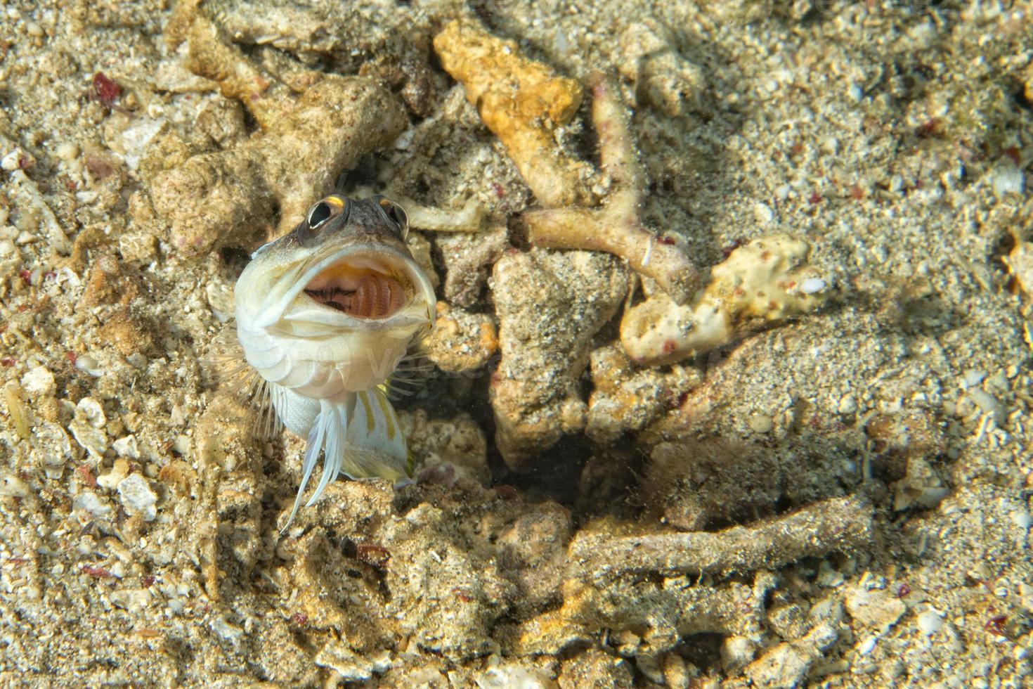 Goby fish underwater photo