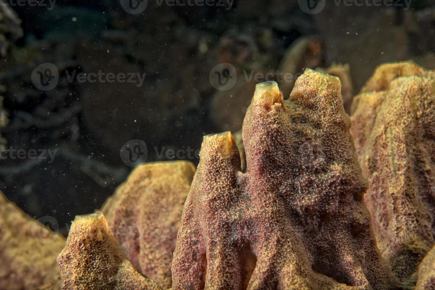 Hard coral macro detail while diving in Indonesia photo