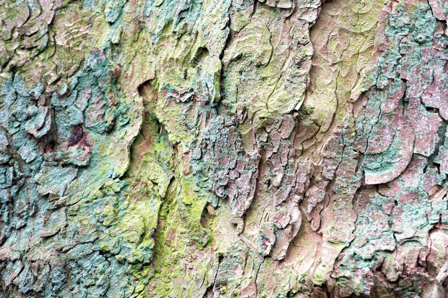 moss covered pine bark texture photo