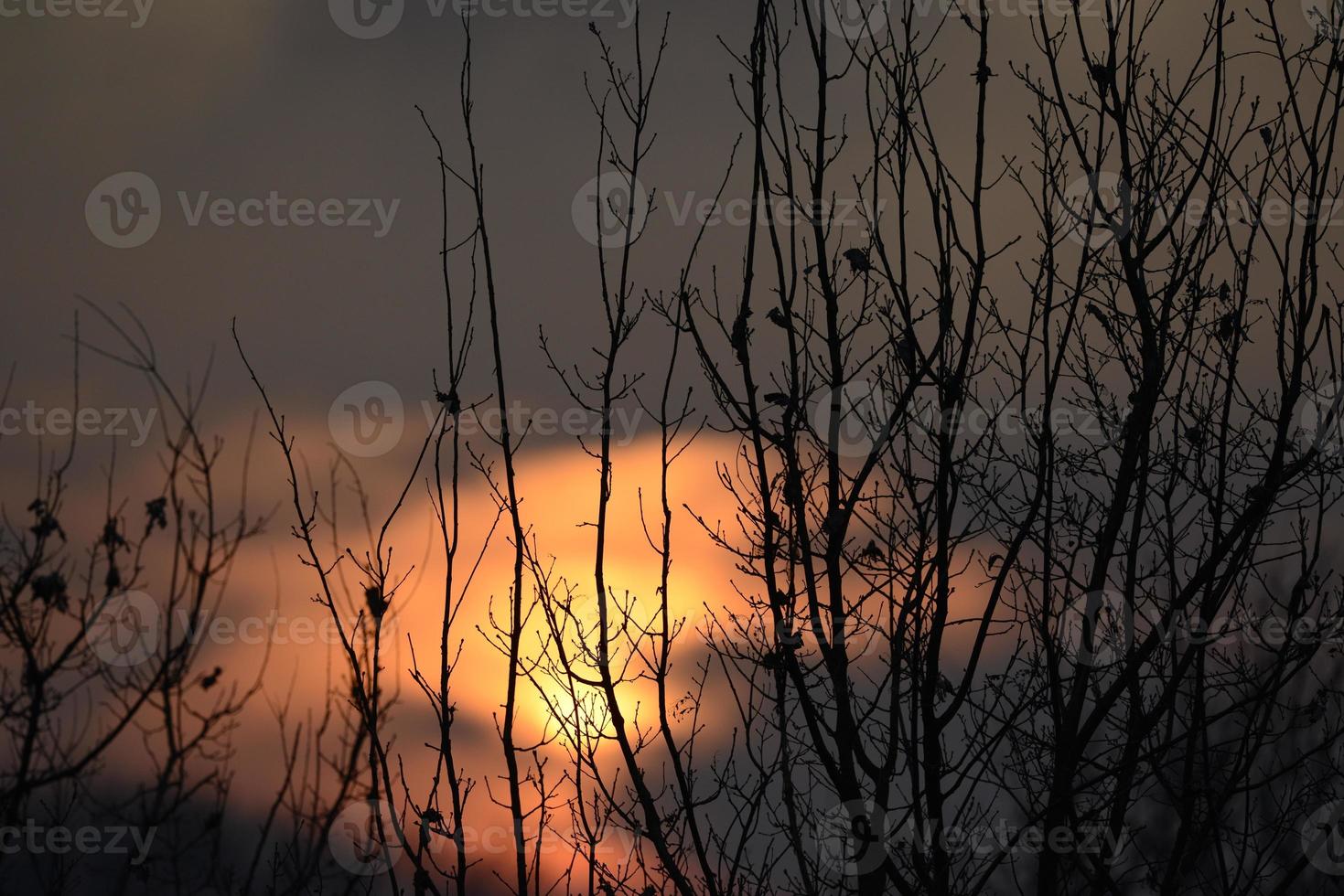 hermosa puesta de sol a través de las ramas de los árboles foto