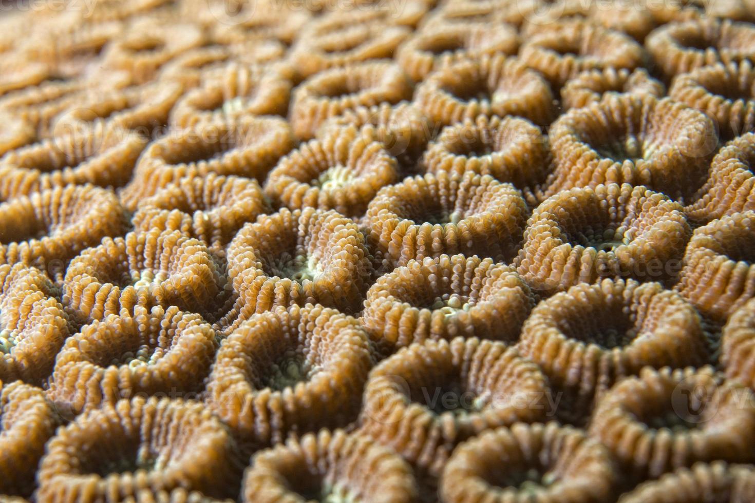 macro detalle de coral duro mientras se bucea en indonesia foto