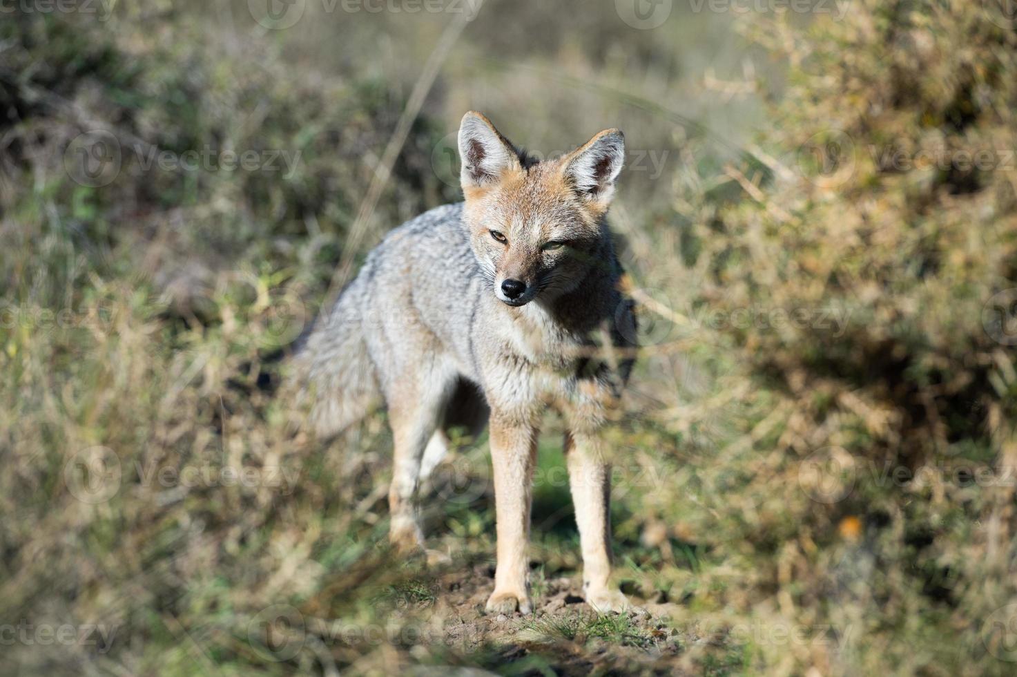 grey fox hunting on the grass photo