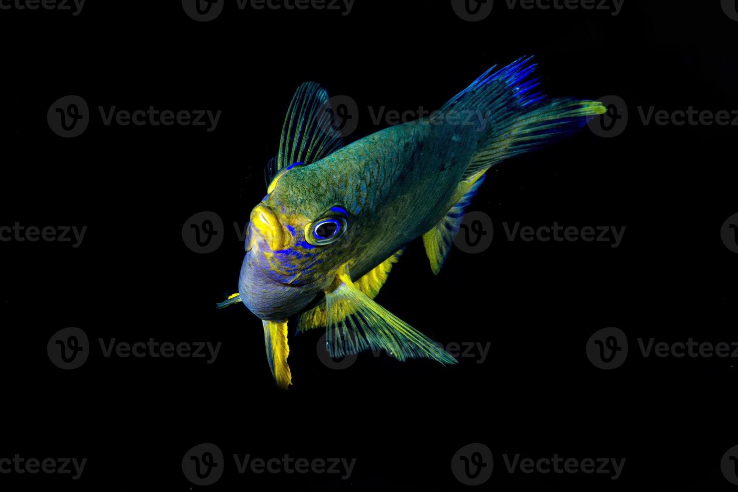 Isolated yellow damesel in the black background in Cebu Philippines photo