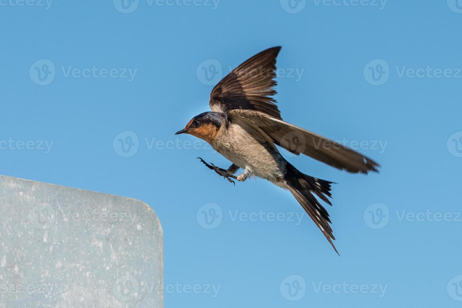 golondrina veloz en el cielo nublado azul profundo foto