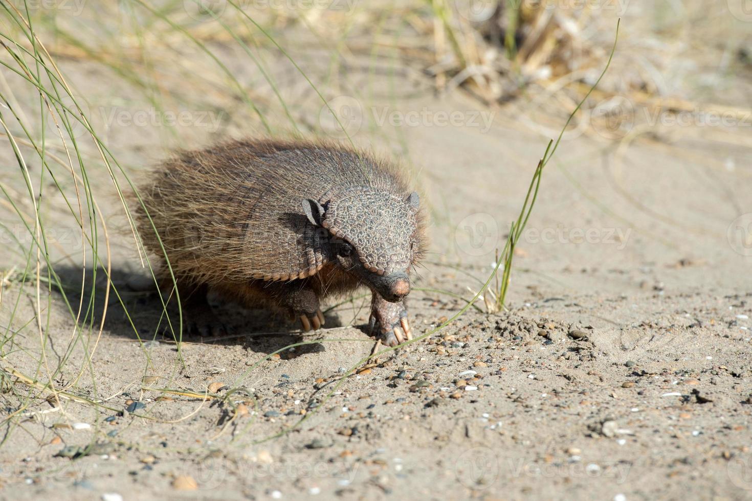 sud america armadillo primer plano retrato foto