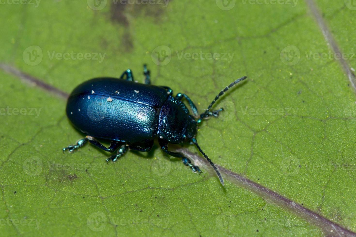 Blue beetle macro photo