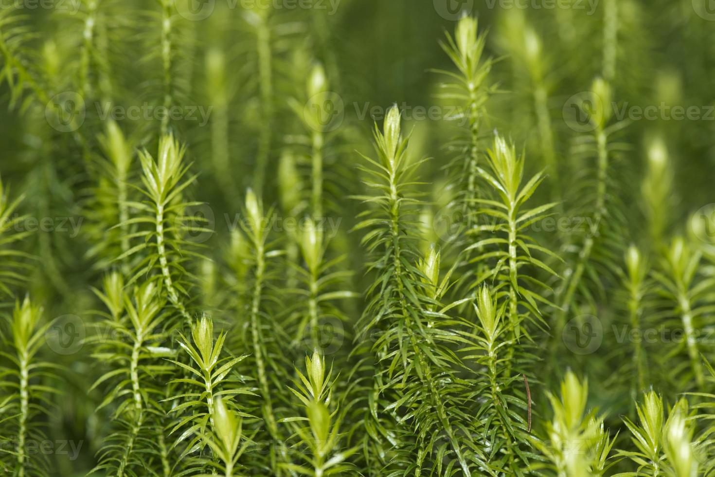 Green moss macro photo