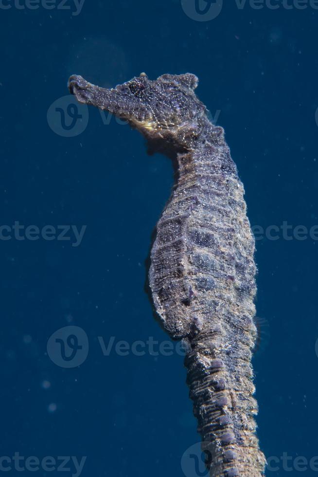 Black sea horse looking at you in Indonesia photo