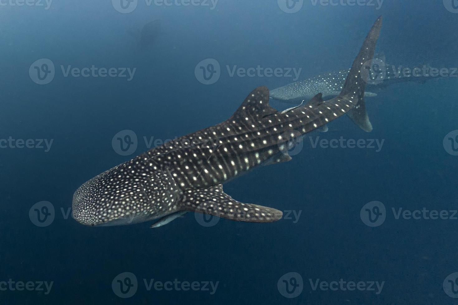 Whale Shark close encounter in west papua cenderawasih bay photo